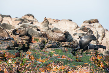 Cape fur seals on Geyser Rock, Gansbaai, South Africa