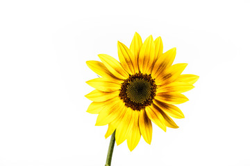 Fototapeta premium Ornament Sunflower. Sunflower isolated on white background.