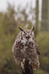 Great Horned Owl