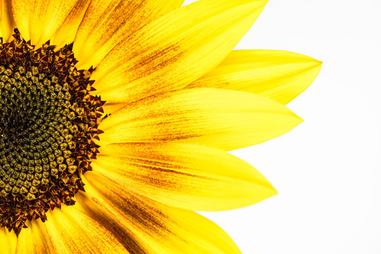 Ornament Sunflower. Sunflower isolated on white background.