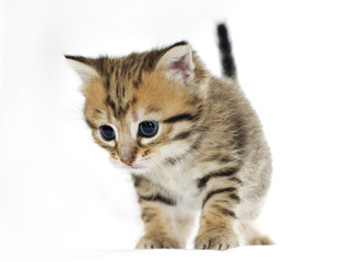 Adorable little cat, isolated on white
