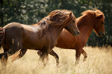 Islandponies  im Galopp