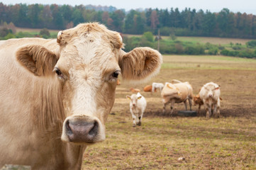 Obraz premium Herd of cows