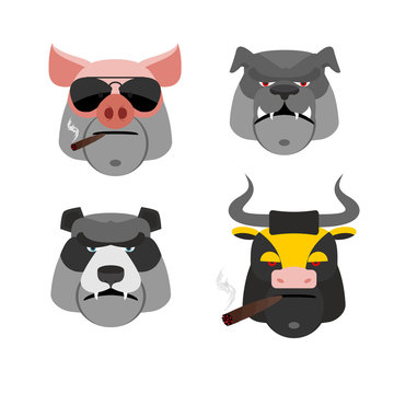 Set of angry animals. Head of a Pig and bull. Bad  Bear and Bull