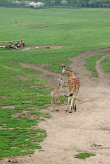 Walking adult giraffe with a young one in a Zoo