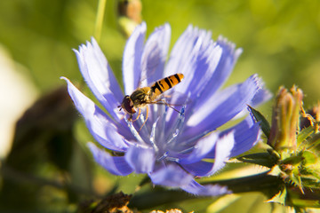 Цветочная муха, насекомое. Flower fly, insect
