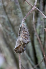 蛹 / chrysalis 