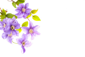 Blue flowers