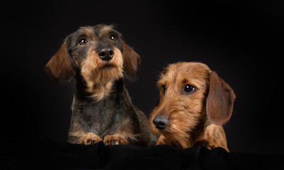 Two wirehaired dachshund dogs