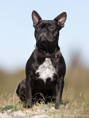 French bulldog outdoors in nature