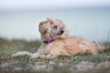 Chinese Crested dog outdoors in nature