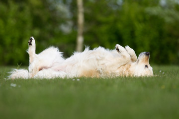 Dog outdoors in nature