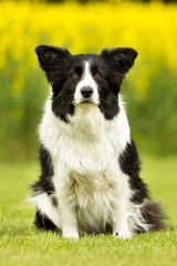 Border collie dog outdoors in nature
