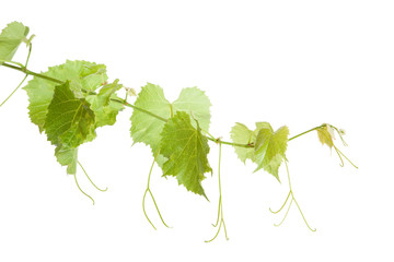  Green grape leaves
