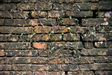 old brick wall3