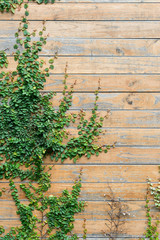 Wood wall with tree 1