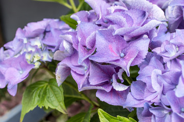 hydrangeas / blue and violet hydrangea flowers