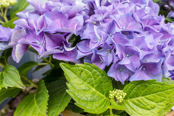 hydrangeas / blue and violet hydrangea flowers