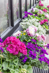 Fototapeta na wymiar summer flowers / purple and pink summer flowers in front of a window 
