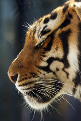 Grandes felinos,cabeza de tigre