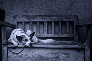 sad dog tied up by a bench