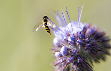 Оса, насекомое. Wasp, an insect.