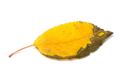 Dried yellowed autumn leaf