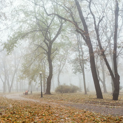The avenue of foggy autumn city park in the morning