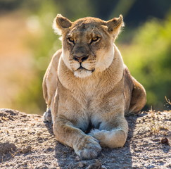 Lionesses on the hill. Botswana. An excellent illustration.