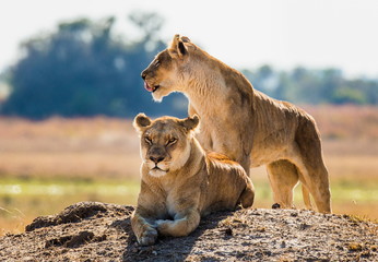 Obraz premium Lionesses on the hill. Botswana. An excellent illustration.