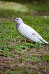 pigeon
