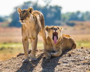 Lionesses on the hill. Botswana. An excellent illustration.