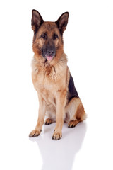 German Shepherd sitting in front