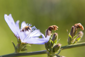 Пчела, насекомое. Bee, an insect.