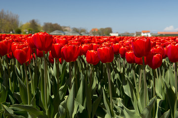 Red tulip Culture,  Netherlands
