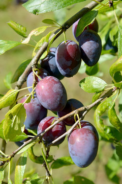 Mature fruits of plum house (Prunus domestica L.)