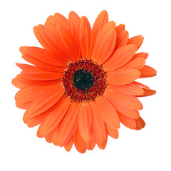 Gerbera Flower Isolated on White Background