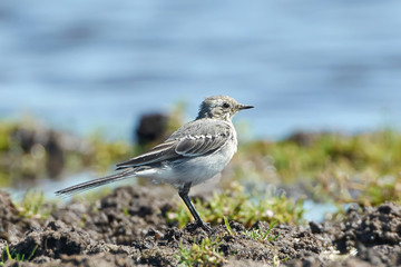 White Wagtail (Motacilla Alba)