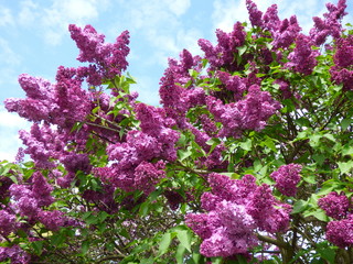 Purple lilac bush