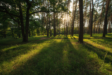 лес