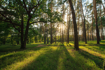 Fototapeta premium лес