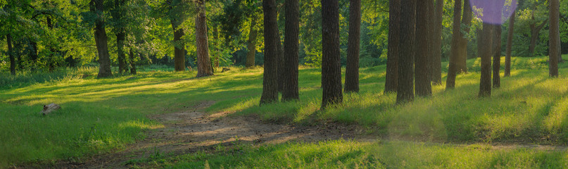 панорама леса