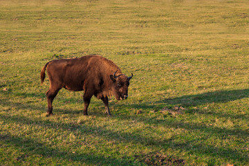 european bison
