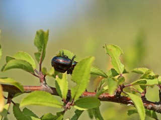 Regenbogen-Blattkäfer (Chrysolina cerealis) auf Schlehe