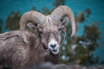 Bighorn sheep eating