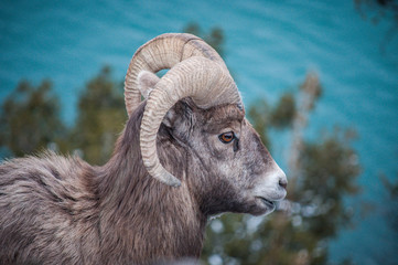 Bighorn sheep in Jasper NP