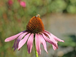 Biene auf Rotem Sonnenhut  (Echinacea purpurea)