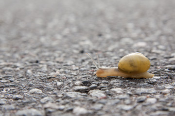 Schnecke