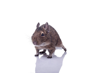 degu squirrel pet with reflection
