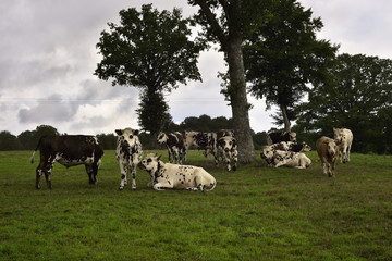 Fototapeta premium Vache de temps pour le troupeau en région Normandie, France